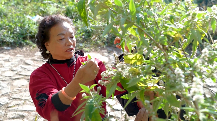 高本琴采摘染飯花。