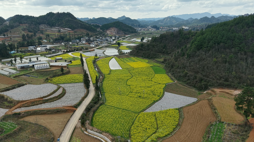 施秉縣白垛鄉部分烤煙地覆膜。詹慶坤攝