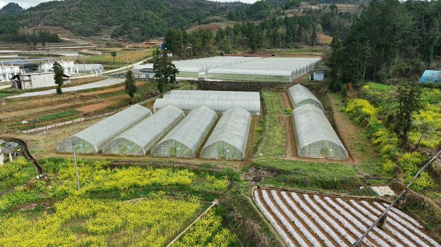 施秉縣白垛鄉何家坳烤煙育苗大棚。詹慶坤攝