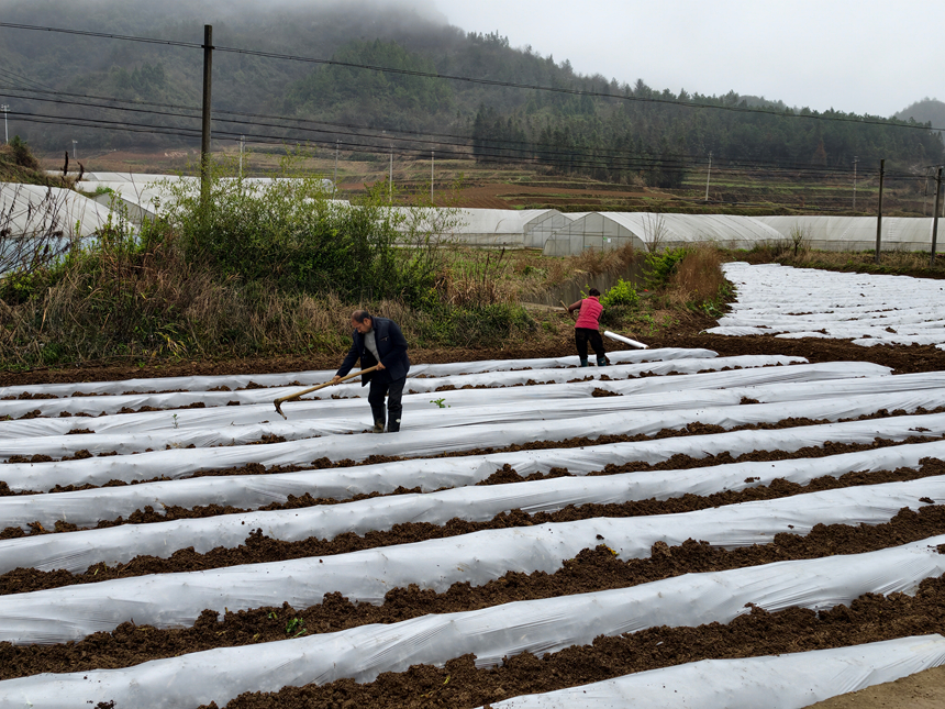 施秉縣白垛鄉煙農在烤煙地里進行覆膜。詹慶坤攝