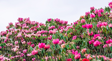 百里杜鵑繪就人間花海