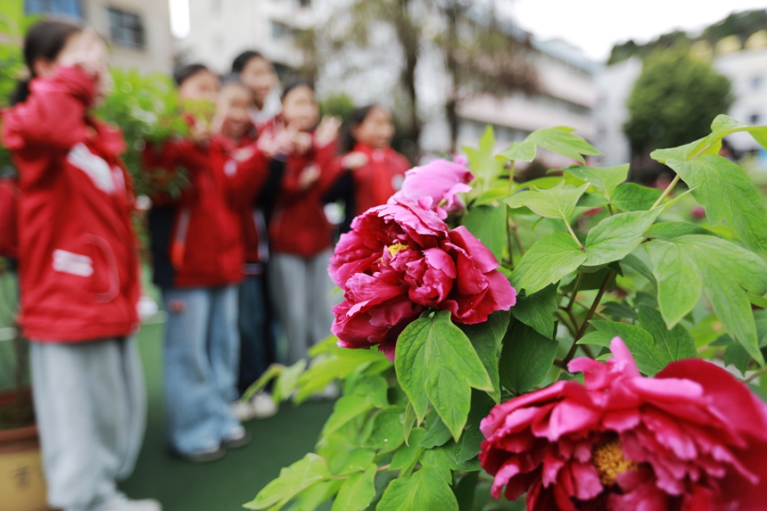 2026年3月31日，貴州省黔西市第一小學的老師和學生在校園里欣賞牡丹花，并拍照留影。