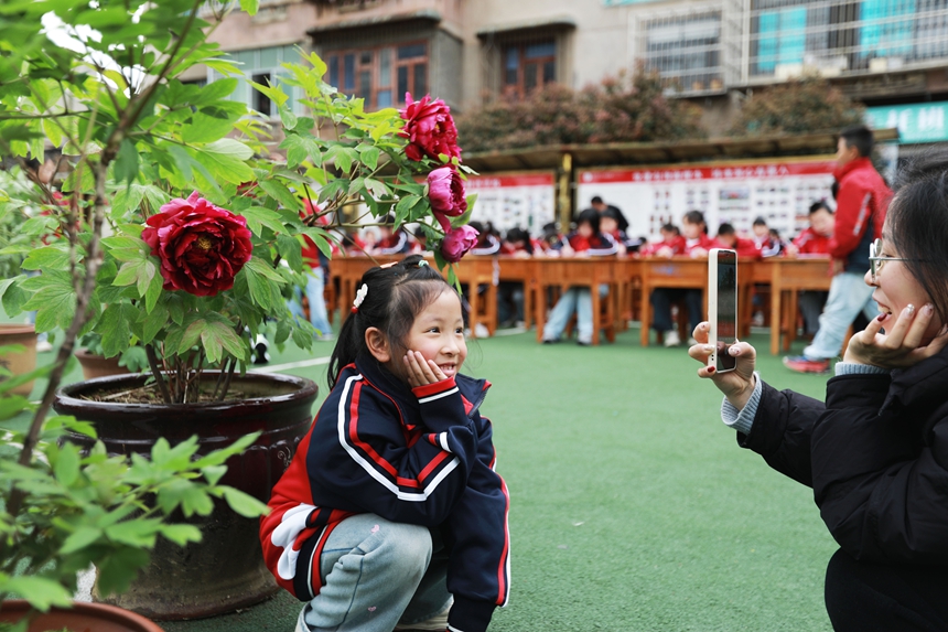 2026年3月31日，貴州省黔西市第一小學的學生和家長在校園里欣賞牡丹花。