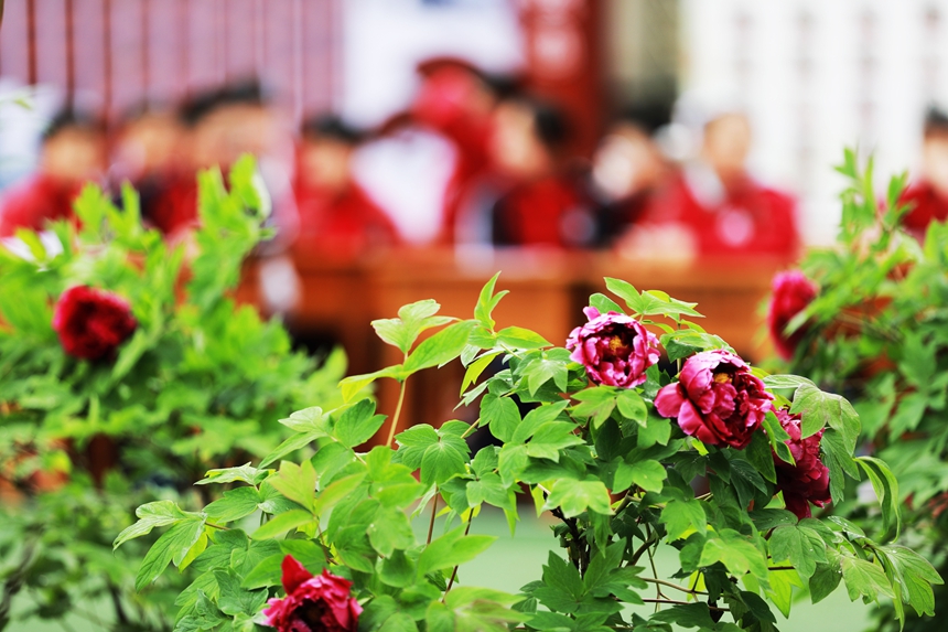 2026年3月31日，貴州省黔西市第一小學的學生在校園里賞牡丹，并進行現場書法、繪畫、作文和講故事比賽。