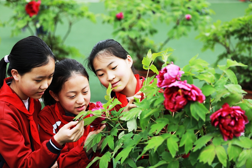2026年3月31日，貴州省黔西市第一小學(xué)的學(xué)生在校園里欣賞盛開的牡丹花。