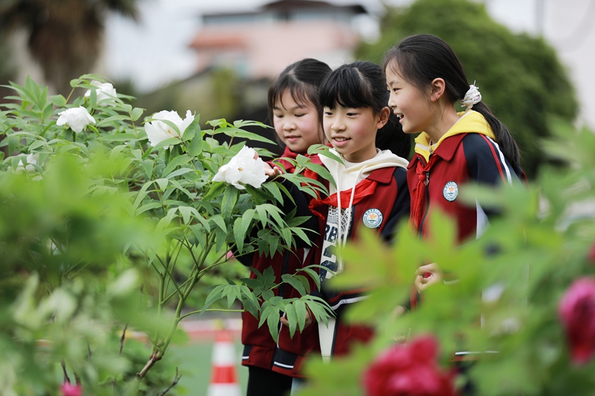 2026年3月31日，貴州省黔西市第一小學(xué)的學(xué)生在校園里欣賞盛開的牡丹花。