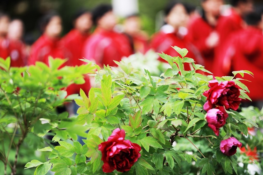 2026年3月31日，貴州省黔西市第一小學的學生在校園里欣賞盛開的牡丹花。