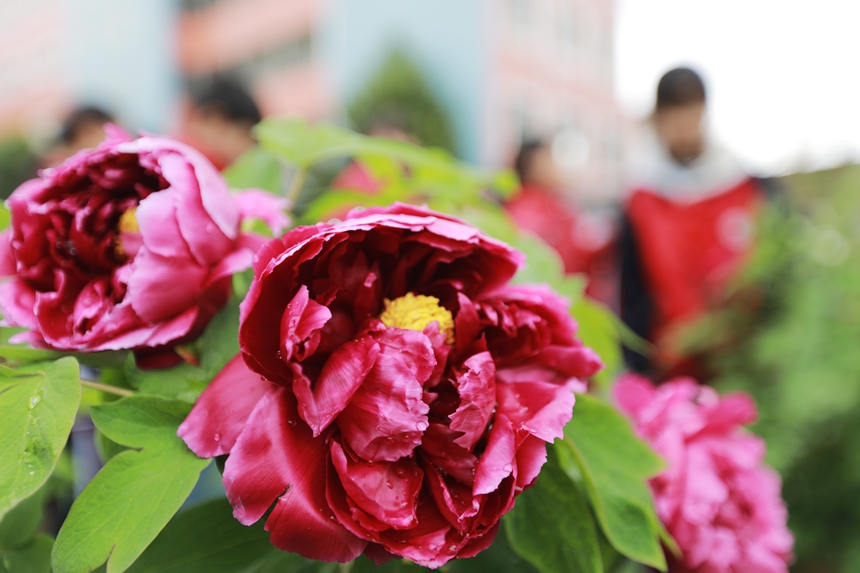 2026年3月31日，貴州省黔西市第一小學的學生在校園里欣賞盛開的牡丹花。