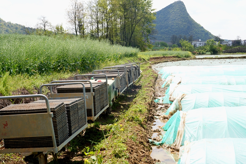 軌道運輸車代替人工批量將缽盤運輸到水田，進入到苗床擺盤育秧環節。李錦明攝.JPG