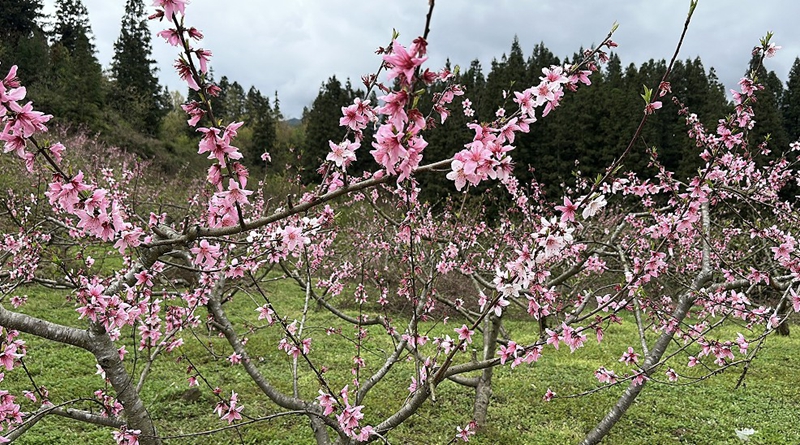 黃桃基地桃花.jpg