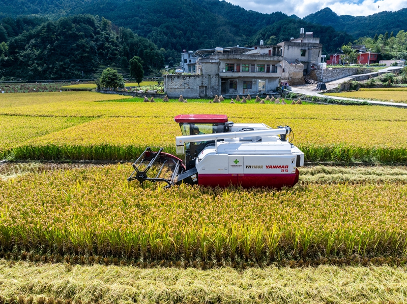 農機手正在駕駛收割機收割水稻。