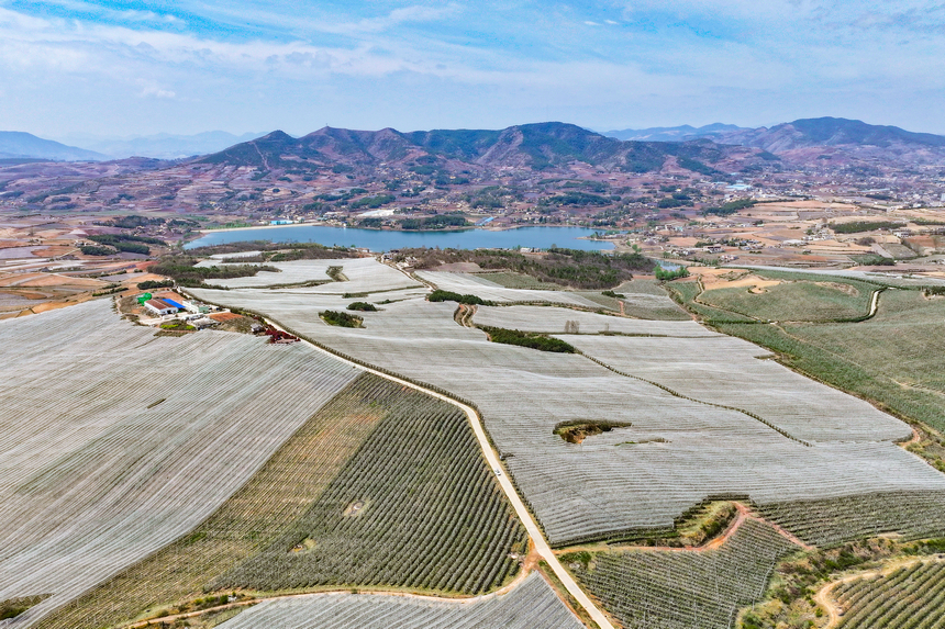 4月1日，在位于威寧自治縣迤那鎮的貴州威寧產投生態果業有限公司蘋果種植基地一角。趙慶能攝