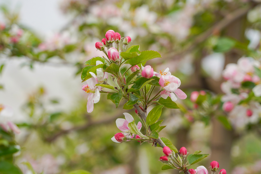 4月1日,在威寧自治縣雪山鎮(zhèn)妥打村蘋果種植基地,粉紅的蘋果花迎風(fēng)綻放。趙慶能攝
