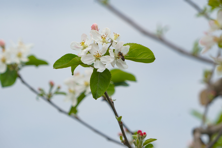4月1日,在威寧自治縣雪山鎮(zhèn)妥打村蘋果種植基地,蜜蜂在蘋果花上采粉。趙慶能攝