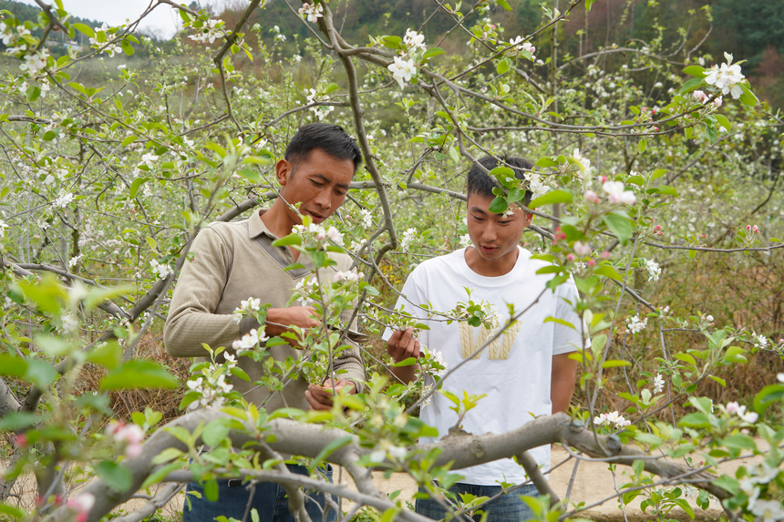 4月1日,在威寧自治縣雪山鎮(zhèn)妥打村蘋果種植基地,種植大戶在交流管護(hù)技術(shù)。趙慶能攝