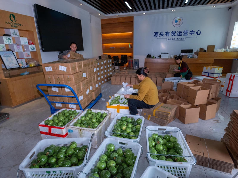 羅甸早春蔬菜打包發(fā)貨現(xiàn)場(chǎng) （董峰應(yīng) 攝）.jpg