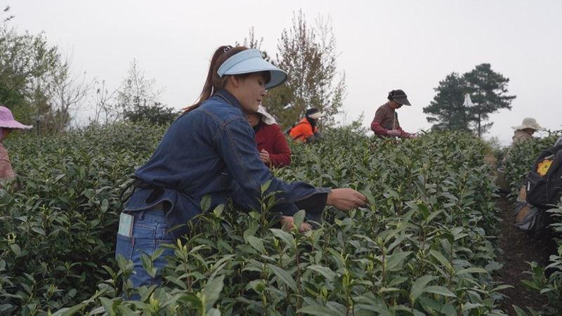 荒山披綠裝茶葉變“金葉”。