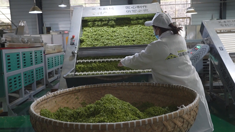 荒山披綠裝茶葉變“金葉”。