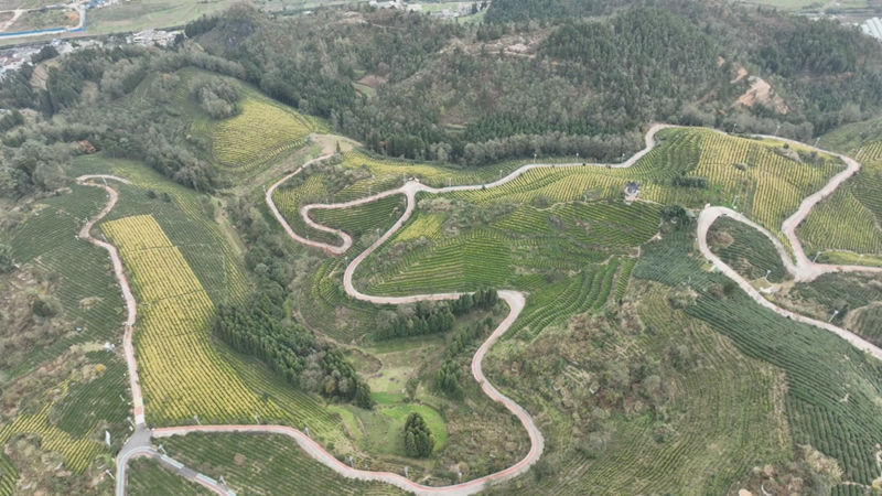 荒山披綠裝茶葉變“金葉”。