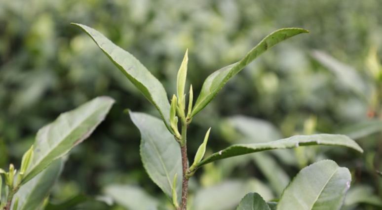 春采“白葉”忙 振興正當時