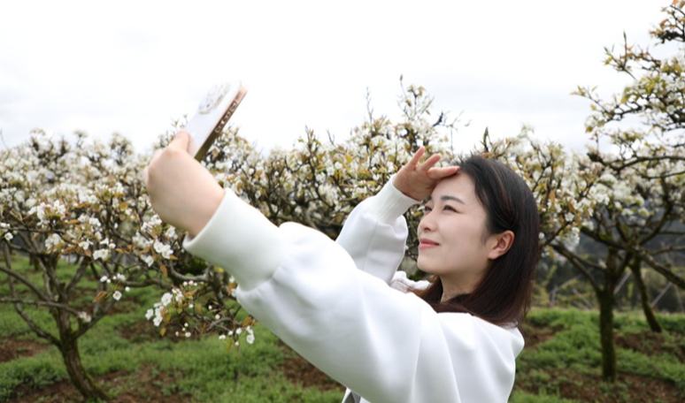 貴州沿河：千畝梨花上線 四方游客打卡