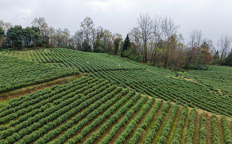 村民在貴州省道真仡佬族苗族自治縣忠信鎮水石腳村黔嶺佳韻茶場采茶。