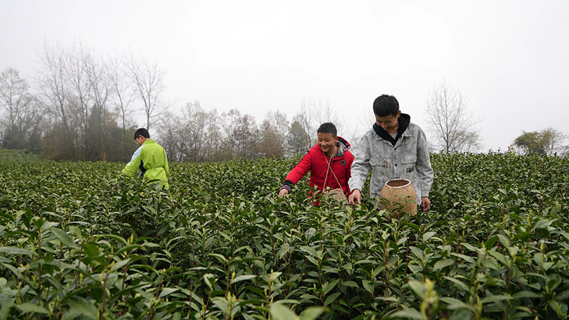 學生韓駿豪(右一)和玩伴在貴州省道真仡佬族苗族自治縣忠信鎮水石腳村黔嶺佳韻茶場采茶,體驗春假。