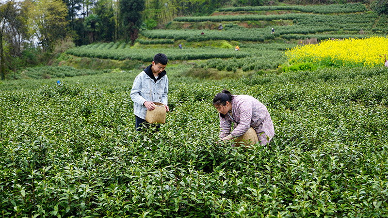 學生韓駿豪(左)和媽媽在貴州省道真仡佬族苗族自治縣忠信鎮水石腳村黔嶺佳韻茶場采茶,體驗春假。