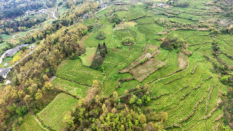 在貴州省道真仡佬族苗族自治縣忠信鎮水石腳村拍攝的黔嶺佳韻茶場。