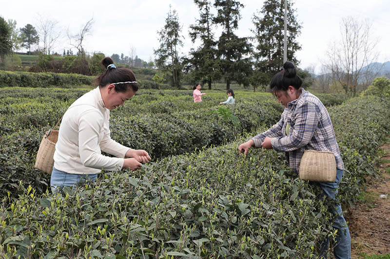4月1日，在石阡縣國家現代農業產業園核心區，茶農們正在茶區采茶。黎祖艷攝