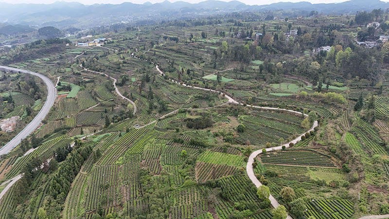 4月1日，在石阡縣國家現代農業產業園核心區，茶農們正在茶區采茶。楊文美攝