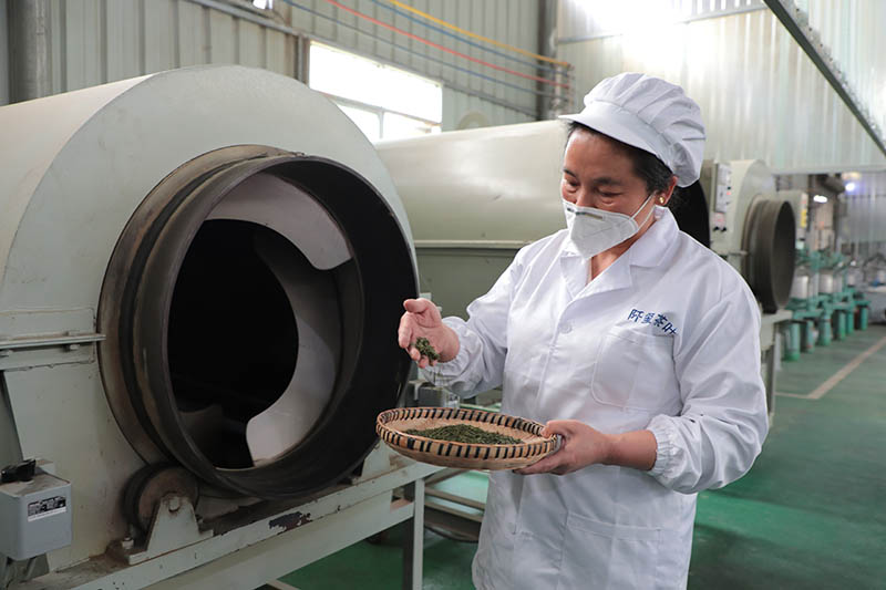 圖為石阡縣一茶企炒制好的明前茶。楊文美攝