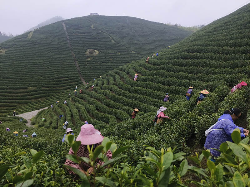 工人們正搶抓時節(jié)采摘春茶。