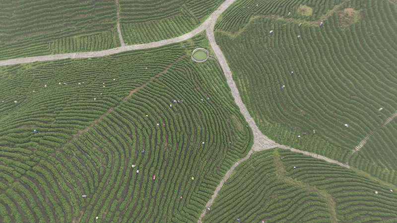 滿山都是采茶人。