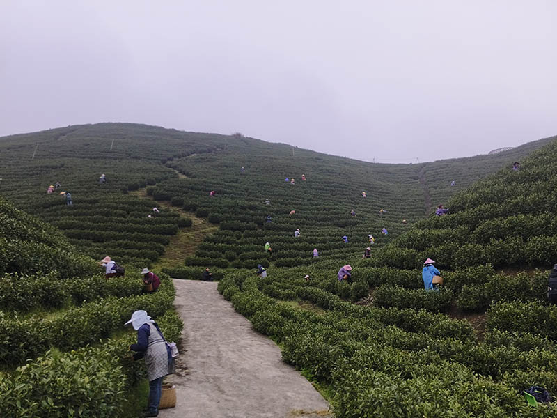 清晨的茶園一片忙碌的景象。