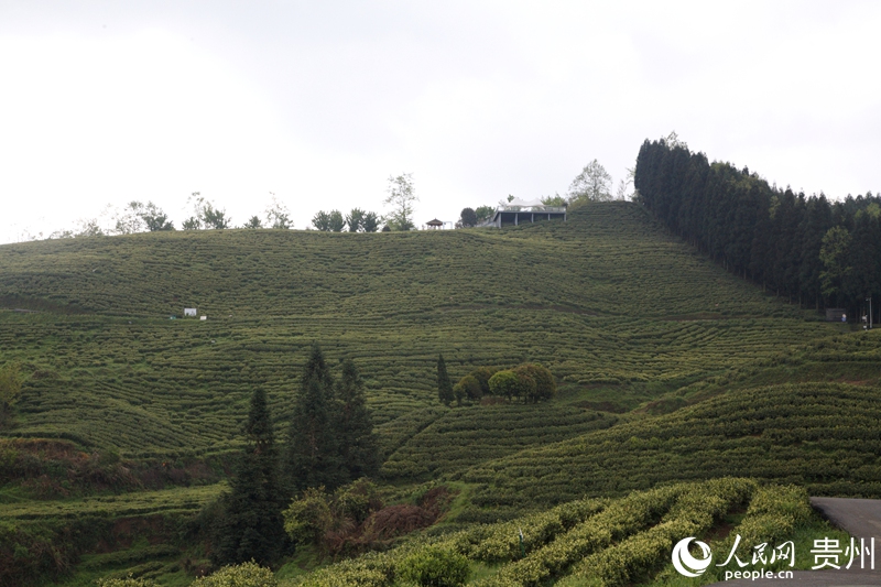 茶場一角。人民網 龍章榆攝