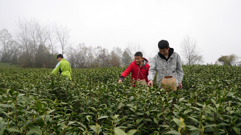 2 圖為學生韓駿豪（右一）和玩伴在貴州省道真仡佬族苗族自治縣忠信鎮水石腳村黔嶺佳韻茶場采茶，體驗春假。