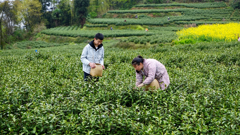 3 圖為學生韓駿豪（左）和媽媽在貴州省道真仡佬族苗族自治縣忠信鎮水石腳村黔嶺佳韻茶場采茶，體驗春假。