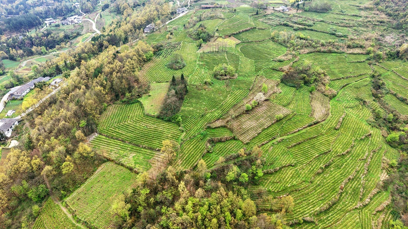 4 圖為在貴州省道真仡佬族苗族自治縣忠信鎮水石腳村拍攝的黔嶺佳韻茶場。