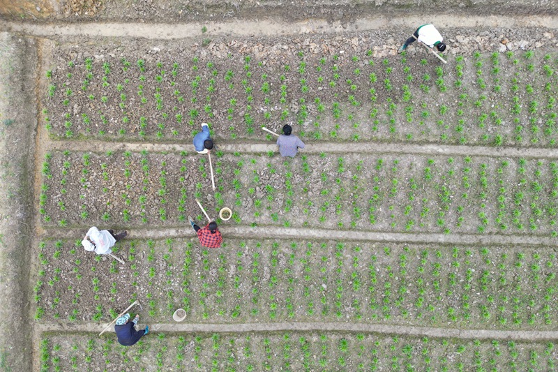 村民在黔東南州鎮遠縣都坪鎮對河壩區百合種植基地開展春季管護作業。