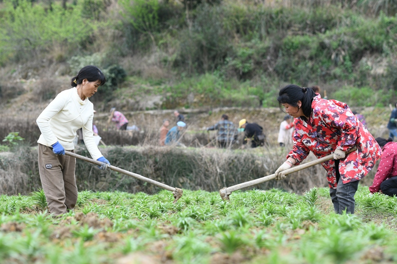 村民在黔東南州鎮遠縣都坪鎮對河壩區百合種植基地開展春季管護作業。
