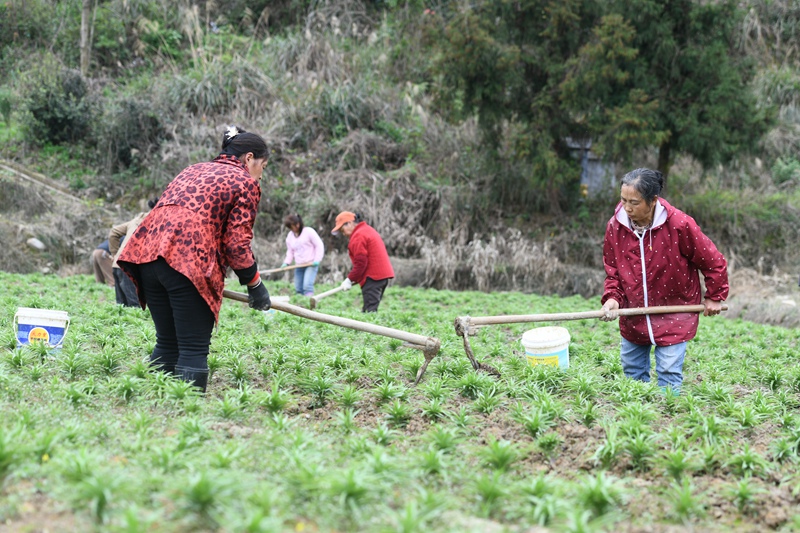 村民在黔東南州鎮遠縣都坪鎮對河壩區百合種植基地開展春季管護作業。
