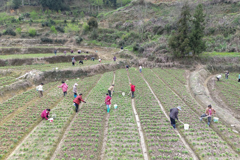村民在黔東南州鎮遠縣都坪鎮對河壩區百合種植基地開展春季管護作業。