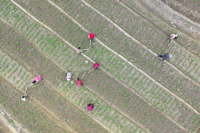 村民在黔東南州鎮遠縣都坪鎮對河壩區百合種植基地開展春季管護作業。