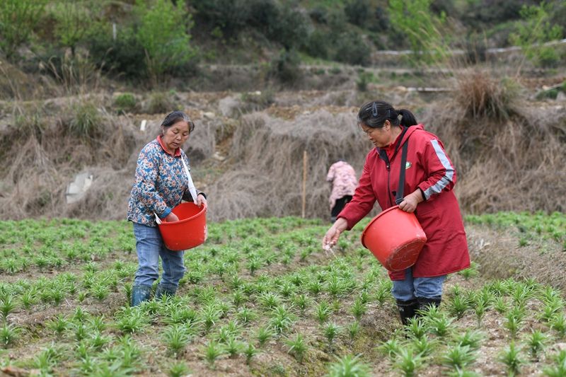 村民在黔東南州鎮遠縣都坪鎮對河壩區百合種植基地開展春季管護作業。