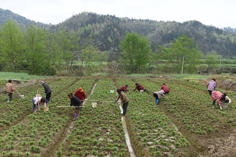 村民在黔東南州鎮遠縣都坪鎮對河壩區百合種植基地開展春季管護作業。