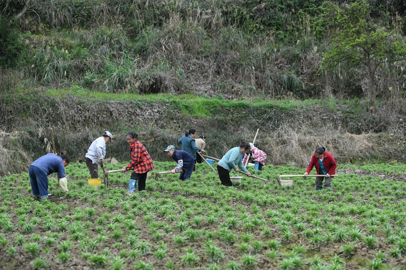 村民在黔東南州鎮遠縣都坪鎮對河壩區百合種植基地開展春季管護作業。