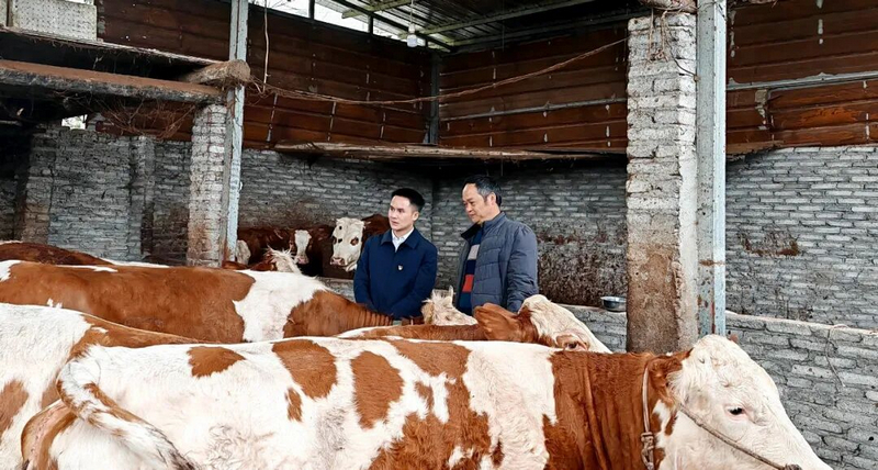 岑如興在村民李超家交流肉牛養(yǎng)殖情況。習(xí)水縣融媒體中心供圖