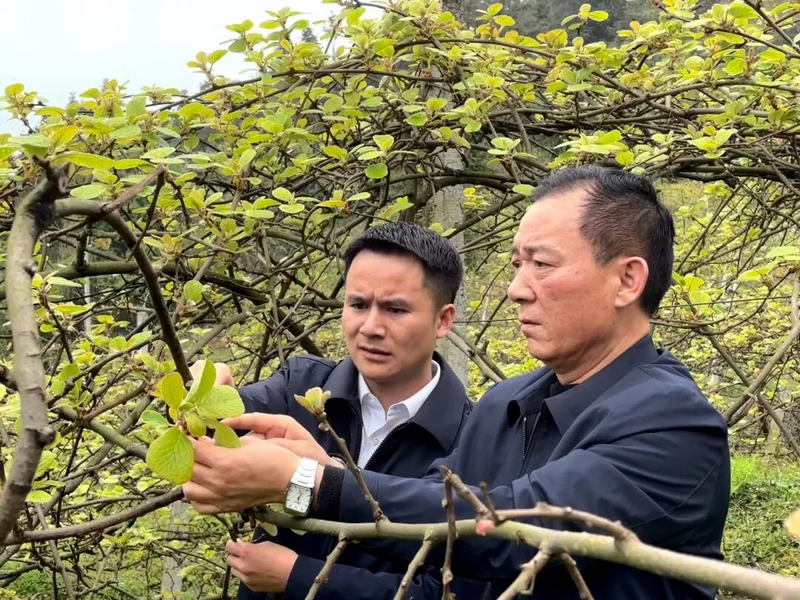 在永勝村的獼猴桃基地,岑如興(左一)和村干部在地里,一起查看枝條長(zhǎng)勢(shì)、施肥情況。習(xí)水縣融媒體中心供圖