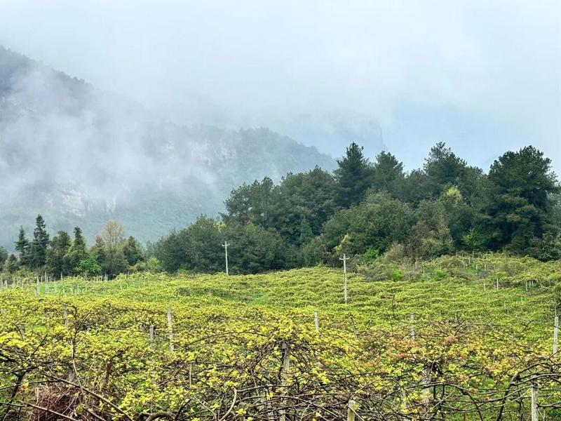 春天來了,在永勝村的獼猴桃基地,獼猴桃正在抽枝出綠。習(xí)水縣融媒體中心供圖
